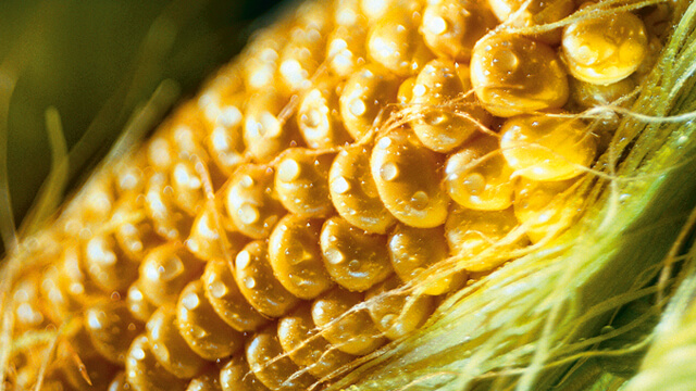 淀粉和甜味剂640x360