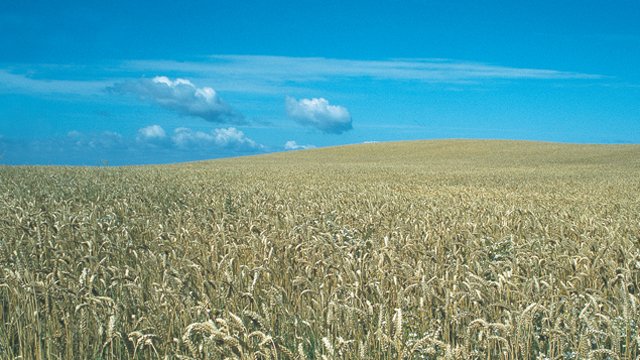 嘉吉麦淀粉案640x360