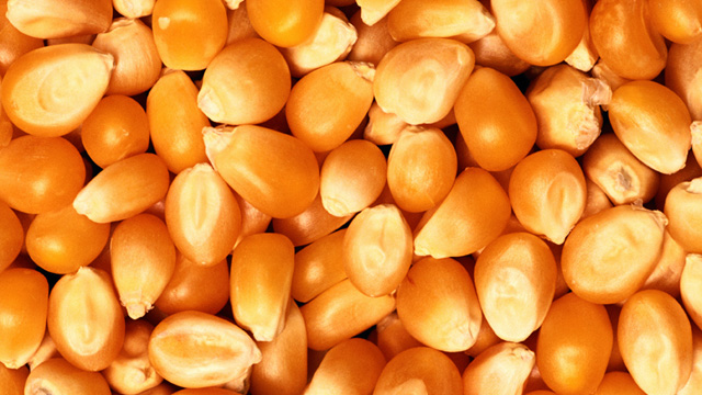 Riddhi Siddhi血糖Biols案例640x360